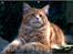 Maine Coon CH M.S. v3-Linden-Brunnen
