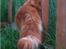 Maine Coon CH M.S. v3-Linden-Brunnen