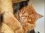 Maine Coon CH M.S. v3-Linden-Brunnen - 16 mdr