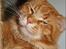 Maine Coon CH M.S. v3-Linden-Brunnen