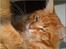 Maine Coon CH M.S. v3-Linden-Brunnen - 8 mdr
