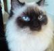 Blanding af racer Fluffy