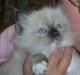 Ragdoll LadyCat MayPo