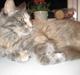 Maine Coon Mille