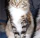 Maine Coon jessie