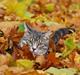 Huskat Findus/kitty 