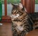 Maine Coon Boromir Big Bear