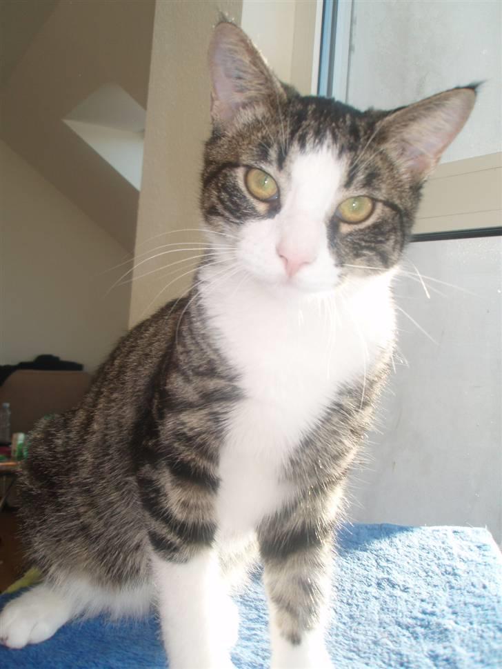 Huskat Morgan billede 2