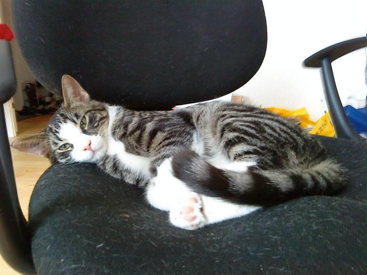 Huskat Morgan - Så dejlig ! billede 3