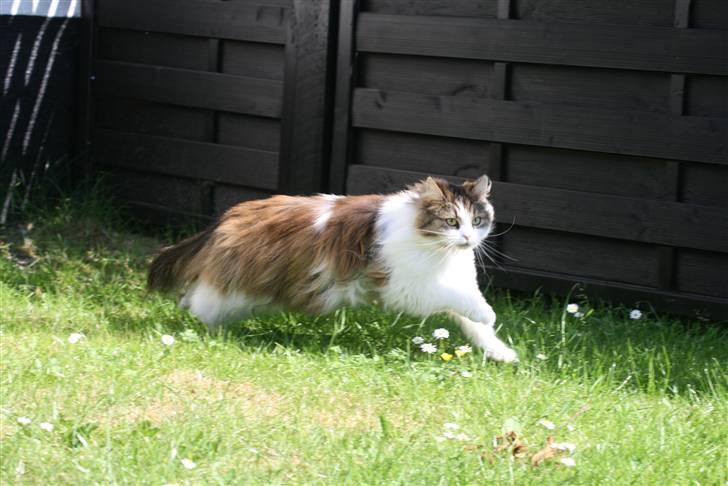 Blanding af racer Anne-Sophie (Fie) - FO: Louise Jensen billede 2