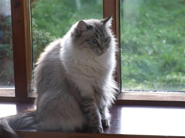 Ragdoll Dk Hyrland´s Guzzi Gaia billede 1