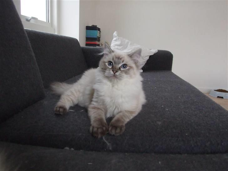 Ragdoll Dk Hyrland´s Guzzi Gaia billede 2