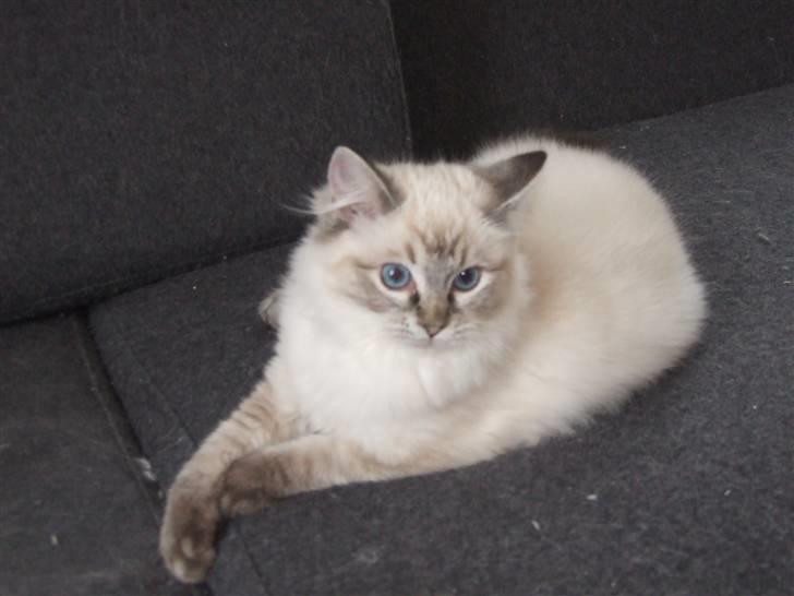 Ragdoll Dk Hyrland´s Guzzi Gaia billede 3