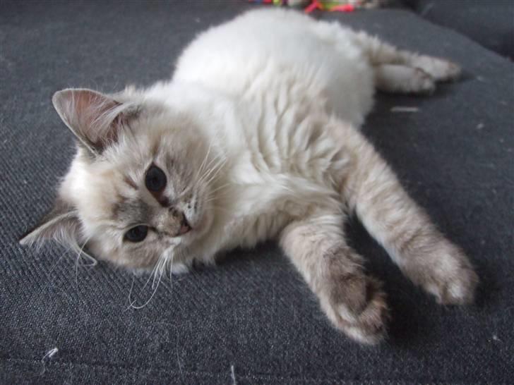 Ragdoll Dk Hyrland´s Guzzi Gaia billede 4