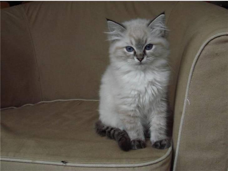 Ragdoll Dk Hyrland´s Guzzi Gaia billede 5