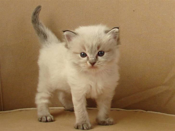 Ragdoll Dk Hyrland´s Guzzi Gaia billede 6