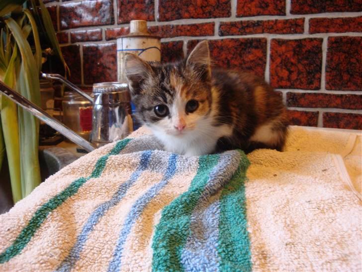 Huskat mulle - lille forsigtig mis... i mandags da hun lige var flyttet ind..ss billede 1