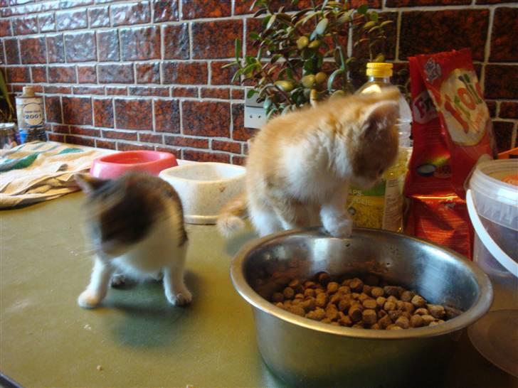 Huskat mulle - mulle og røde....ss billede 2