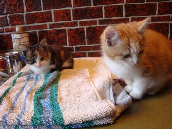 Huskat mulle - se str forskellen på dem...s de er fra samme kuld..ss billede 3