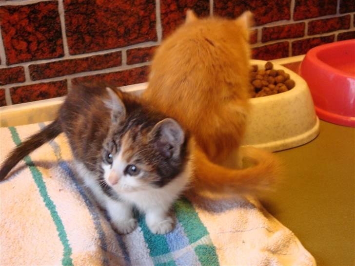 Huskat mulle - ahh er her nu sikkert at være????? billede 4