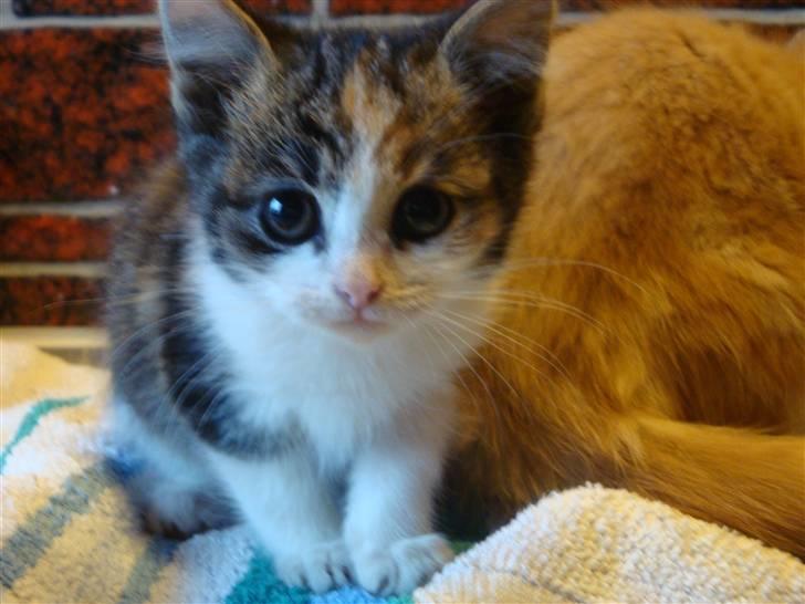 Huskat mulle - er jeg ikke bare en fin lile mis? billede 5