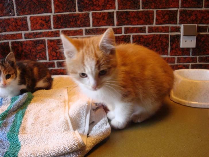 Huskat røde - dette er så mig....ss billede 1