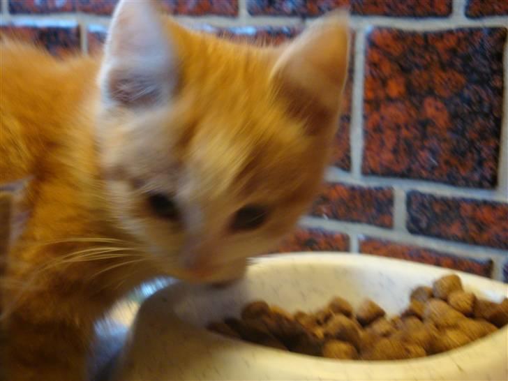 Huskat røde - spise skal man jo for at blive større.. billede 2