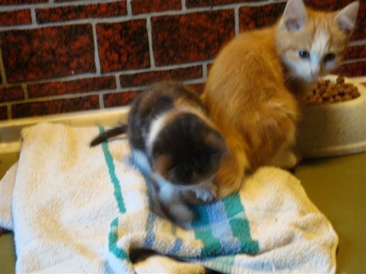 Huskat røde - min søster leger med min hale mens jeg spiser... lidt træls.. billede 3