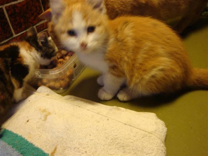 Huskat røde - hejsa...ss billede 4