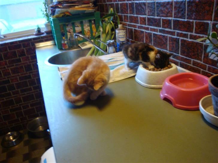 Huskat røde - når man ikke har sin mor til at vaske sig må man jo selv....ss billede 5