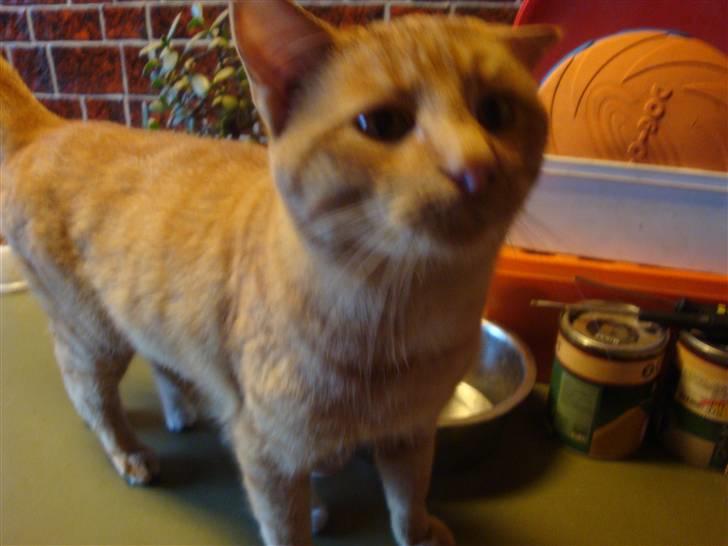 Huskat Gaffi - hej mor... hvad har du der?? billede 1