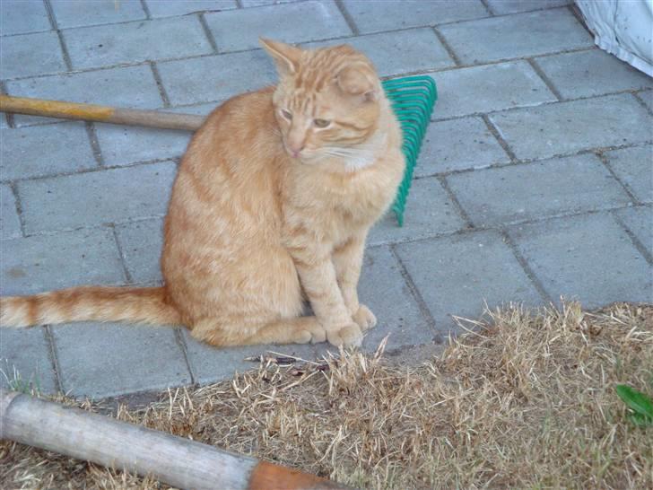 Huskat Gaffi - nyder lige vejret...ss billede 2