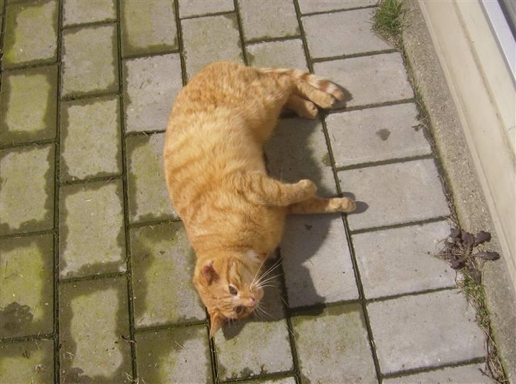 Huskat Gaffi - åhh det er god med en trille tur...ss billede 3