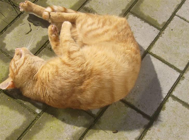 Huskat Gaffi - elsker solskin... billede 4