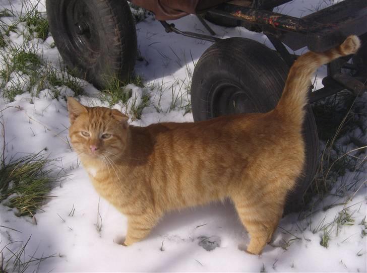 Huskat Gaffi - er jeg ikke bare dejlig...... billede 5