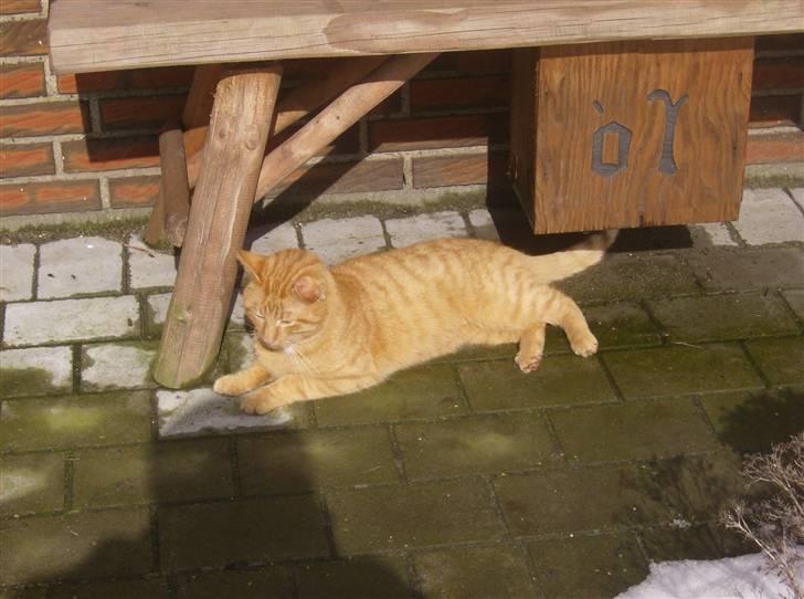 Huskat Gaffi - holder lige øje med de der hunde...... billede 6