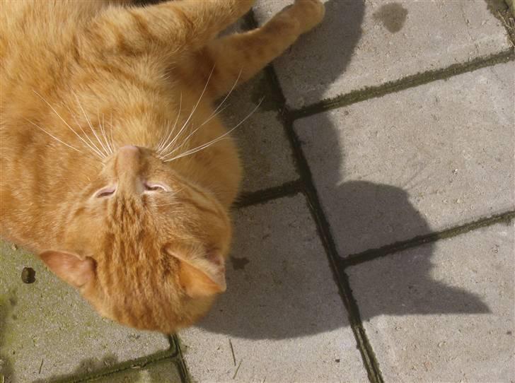 Huskat Gaffi - nyder livet i fulde drag.. billede 7