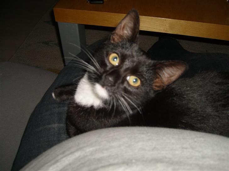 Blanding af racer Tiller  billede 8