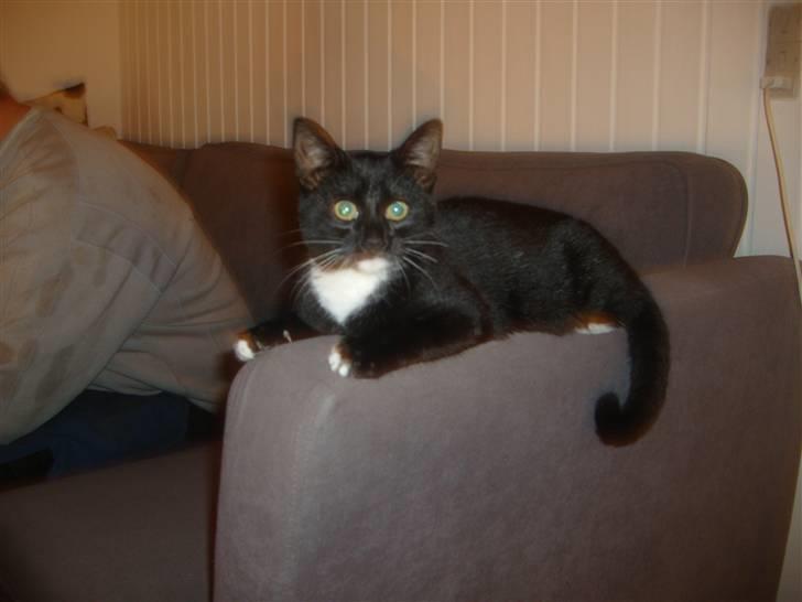 Blanding af racer Tiller  billede 9