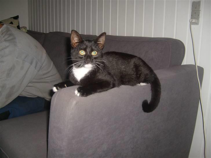 Blanding af racer Tiller  billede 10