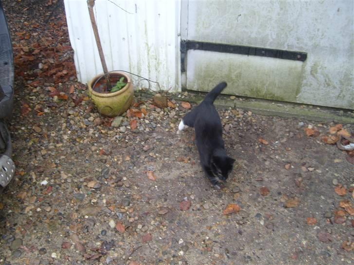 Blanding af racer Tiller  billede 11