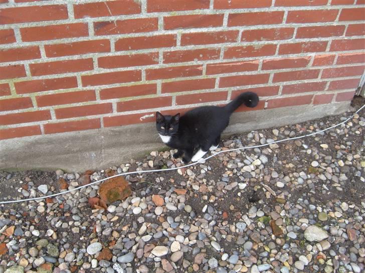 Blanding af racer Tiller  billede 12