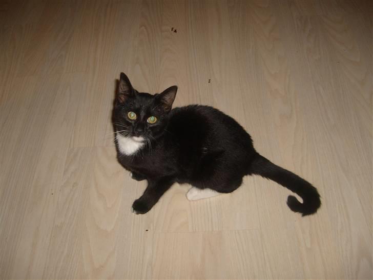 Blanding af racer Tiller  billede 13