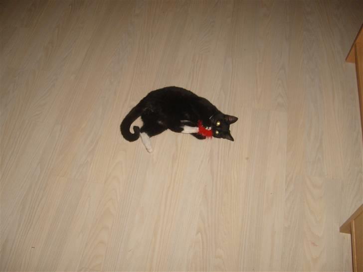 Blanding af racer Tiller  billede 14