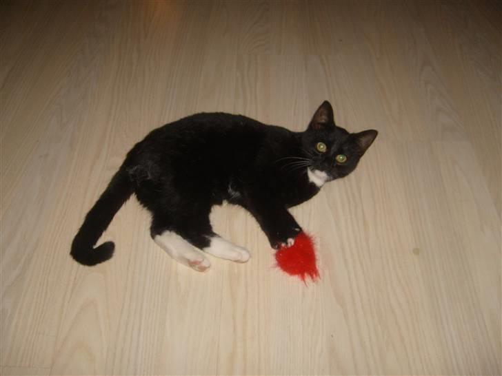 Blanding af racer Tiller  billede 15