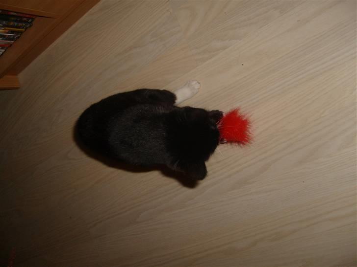 Blanding af racer Tiller  billede 16