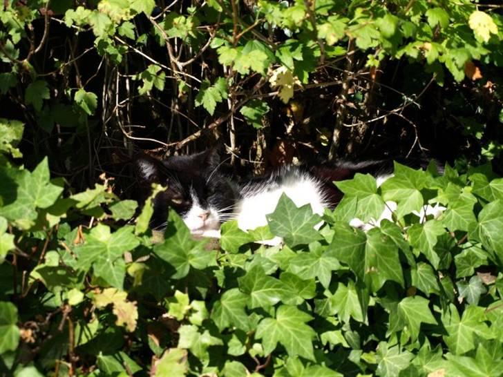 Huskat Figaro billede 2