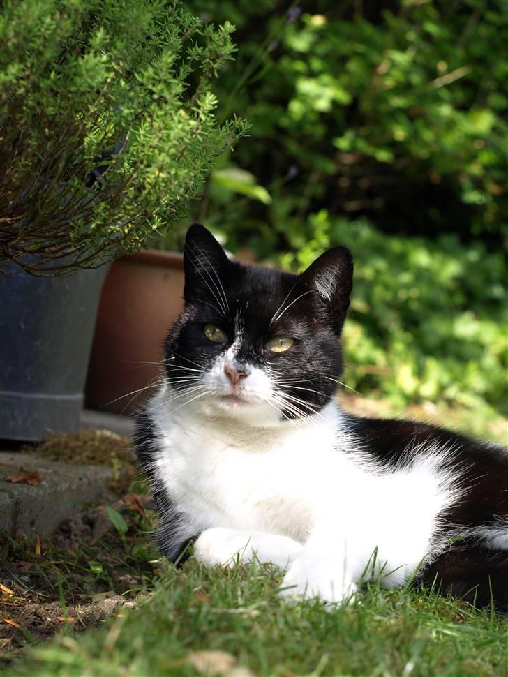 Huskat Figaro billede 3