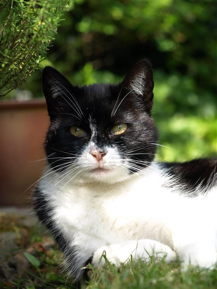 Huskat Figaro billede 4