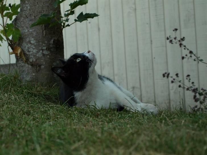 Huskat Figaro billede 5